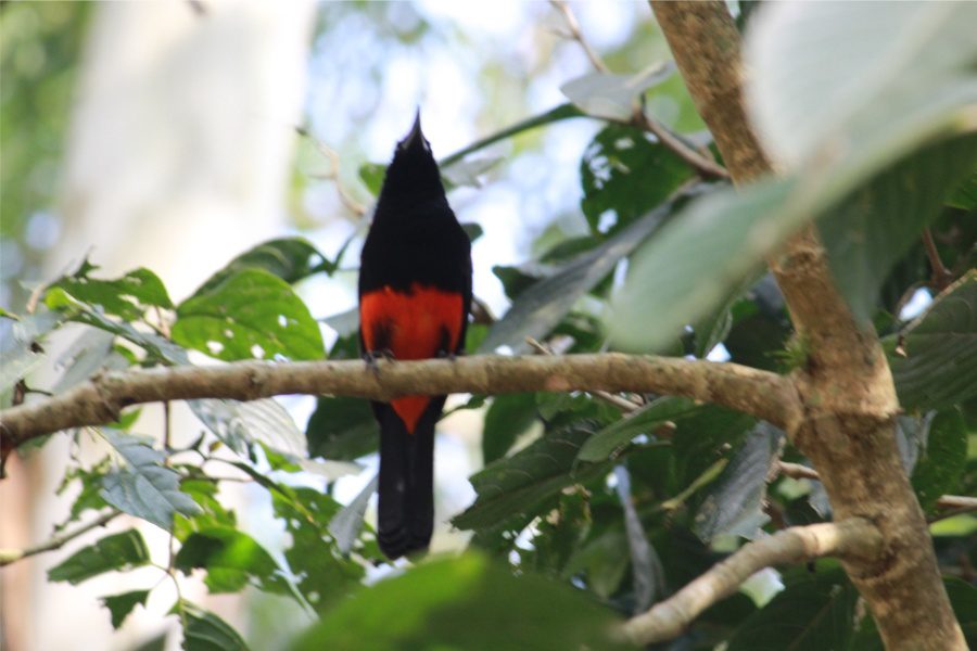 Entre bosques, aguas, canalones y café: las aves 5 Avistamiento de aves