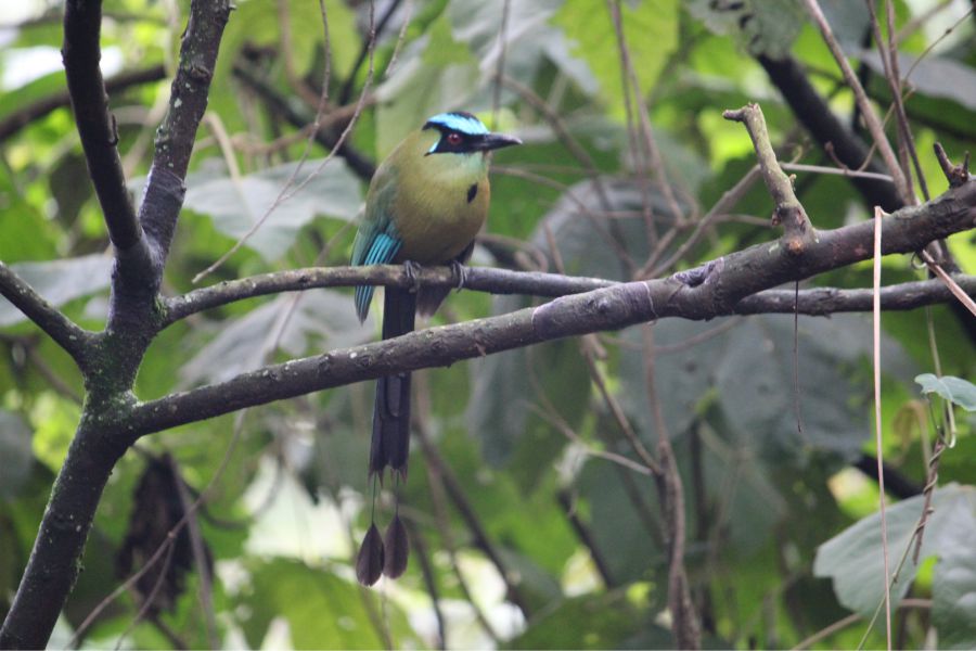 Revive La Romera 2 Barranquero Andino Momotus aequatorialis