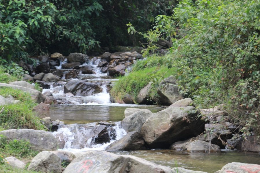 Entre bosques, aguas, canalones y café: las aves 2 El salado
