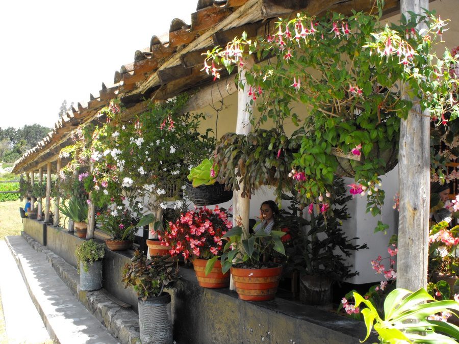 Silleteros, mística y tradición que se pasa de generación en generación con gran Orgullo 12 Finca Silletera