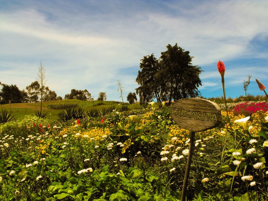 Silleteros, mística y tradición que se pasa de generación en generación con gran Orgullo 8 Margaritas en el Jardín de flores en Santa Elena