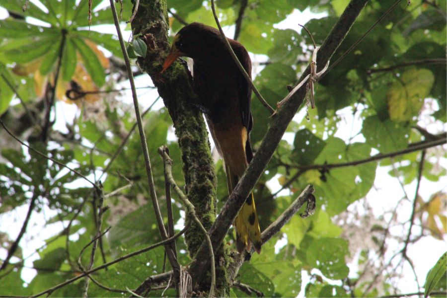 Revive La Romera 4 Oropéndola Variable- Psarocolius angustifrons