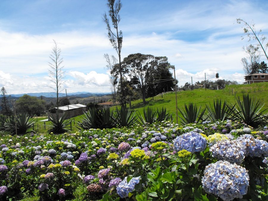 Silleteros, mística y tradición que se pasa de generación en generación con gran Orgullo 10 Paisajes Santa Elena