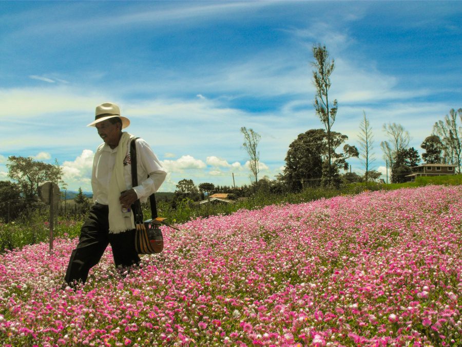 Silleteros, mística y tradición que se pasa de generación en generación con gran Orgullo 3 Don Fidel entre sus flores