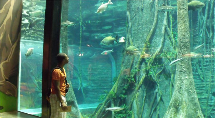Guía de los sitios turísticos y de interés que debes visitar en Medellín 36 Acuario Parque Explora