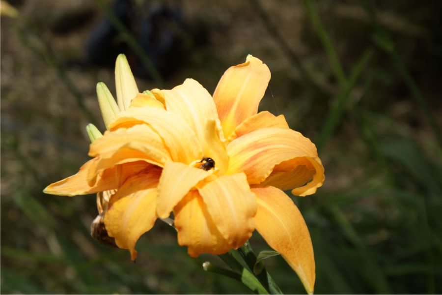 Jardín Antioquia, guía de viaje para conocer lo mejor de uno de los pueblos más bonitos del mundo 3 Flores en Jardín Antioquia