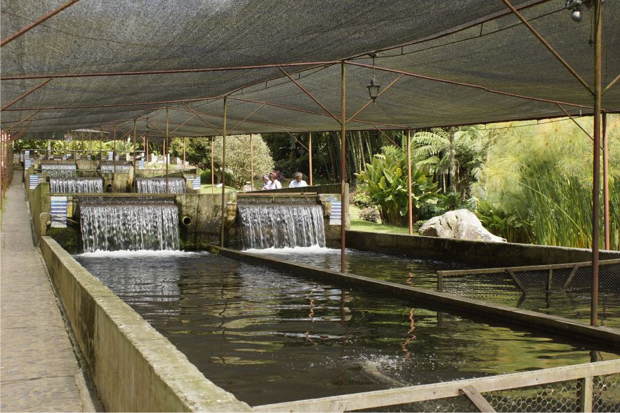 Jardín Antioquia, guía de viaje para conocer lo mejor de uno de los pueblos más bonitos del mundo 13 Trucheras en Jardin Antioquia