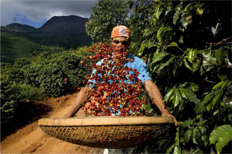 Ruta Religiosa y turística en Antioquia 8 Tour del café en Jericó