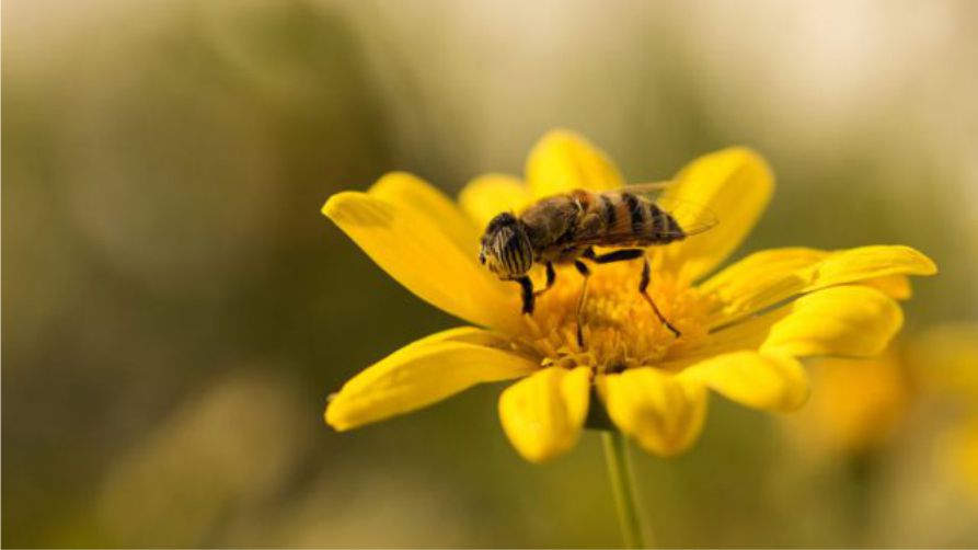 Abeja