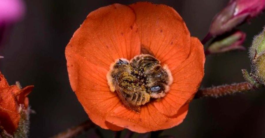 Abejitas durmiendo en una flor