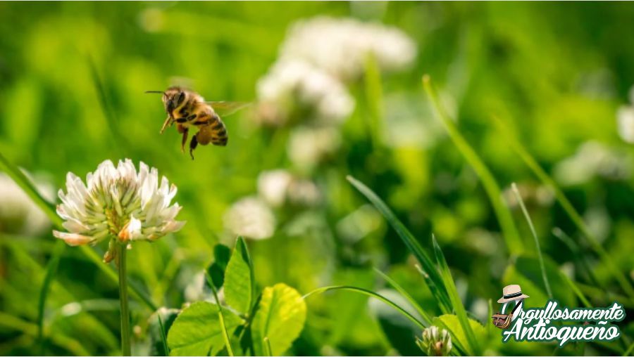 Aislamiento social esta salvando las abejas