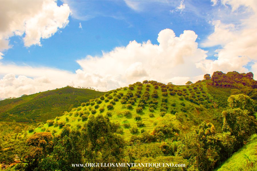 Paisajes Cafeteros en Salgar Antioquia