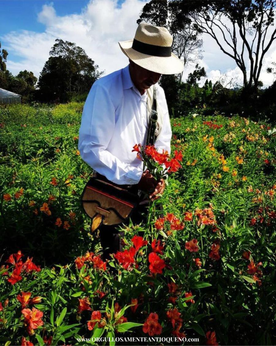 Los silleteros de Medellín se reinventaron y ahora el plan silletero es virtual 6 Fidel Grajales Finca Alquería del silletero