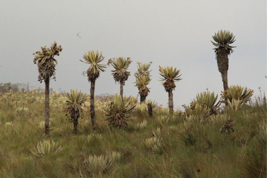 La Montaña, punto mágico en la creación 10 Frailejones