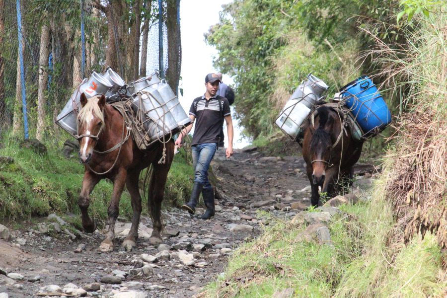 La Montaña, punto mágico en la creación 5 Leche en mulas