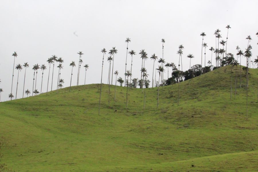 La Montaña, punto mágico en la creación 4 Palmas
