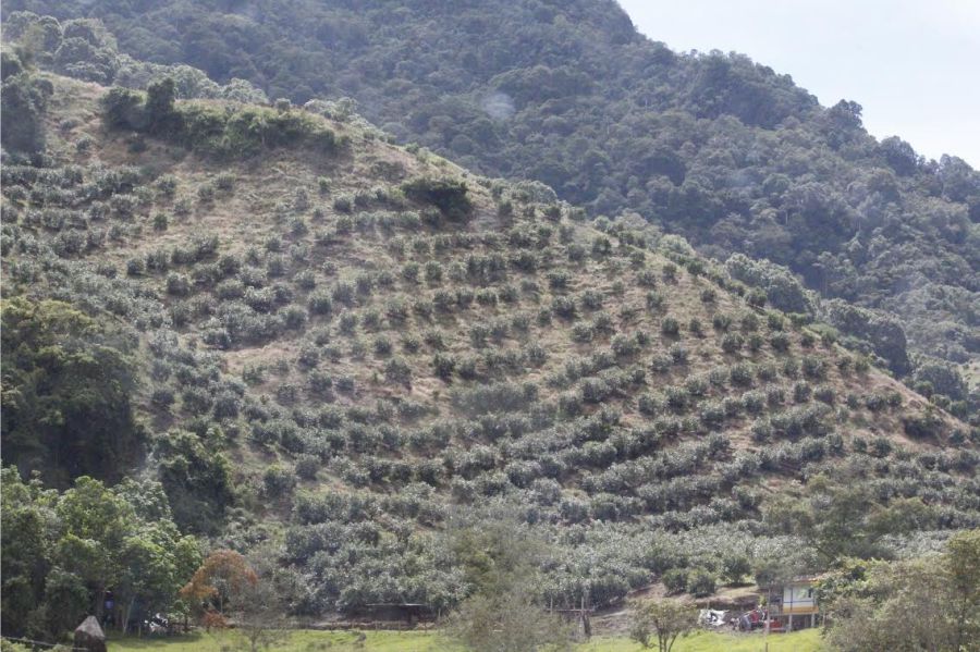 La Montaña, punto mágico en la creación 14 Cultivos de aguacate en el parque nacional de los nevados