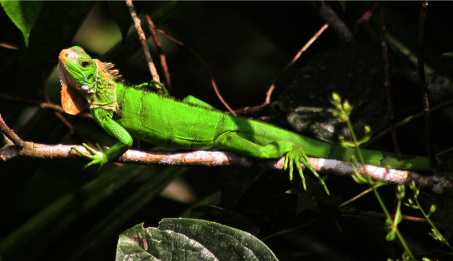 Reserva natural Río Claro, área protegida para la conservación de la flora y fauna en Antioquia 4 Reserva Natural Río Claro fauna