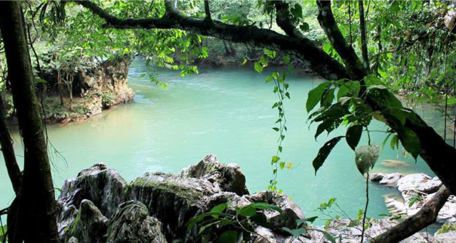 Reserva natural Río Claro, área protegida para la conservación de la flora y fauna en Antioquia 5 Reserva Natural Río Claro flora