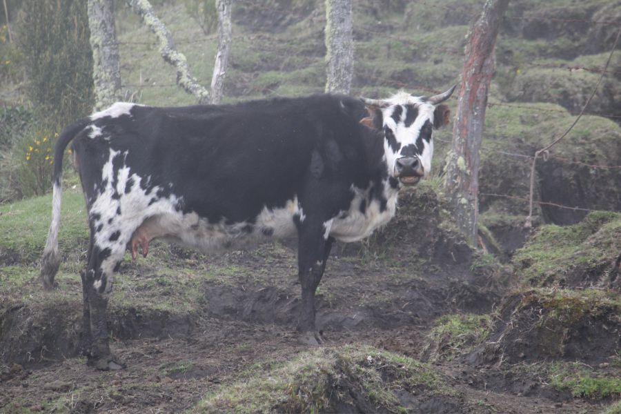 La Montaña, punto mágico en la creación 12 Ganado lechero normando
