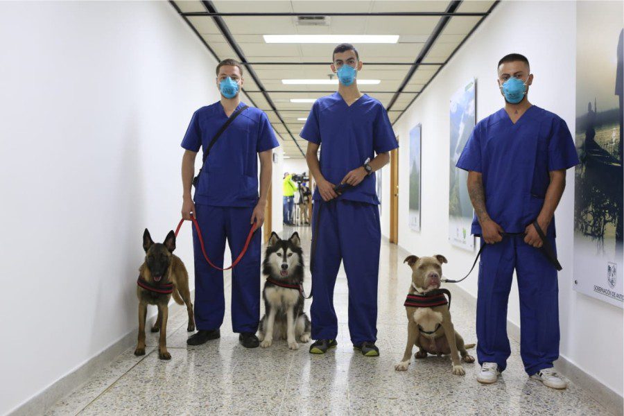 Caninos en investigacion covid 19