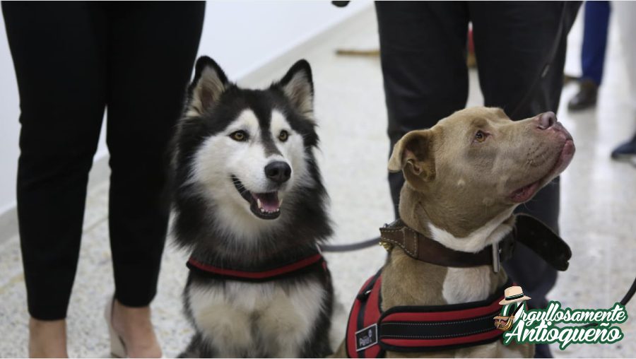 Gobernacion de Antioquia se une a investigacion de caninos detectores de la COVID19