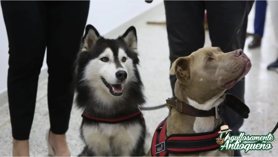 Gobernacion de Antioquia se une a investigacion de caninos detectores de la COVID19
