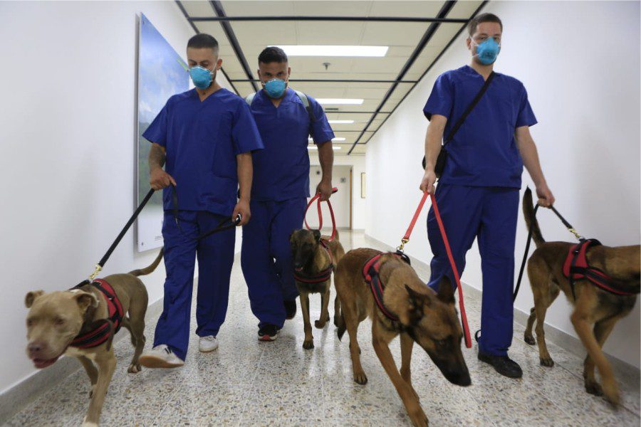 Gobernacion de antioquia se une a investigacion covid 19 con caninos