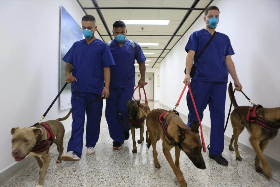 Gobernacion de antioquia se une a investigacion covid 19 con caninos
