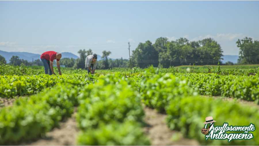 Antioquia alista medidas para evitar desabastecimiento alimentario