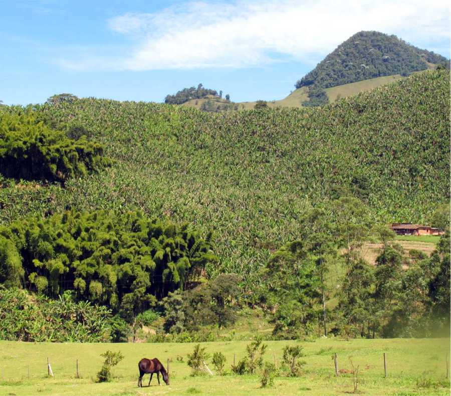 La ruta de la tradición de café, carbón y la arriería 3 Cultivos en Jardín