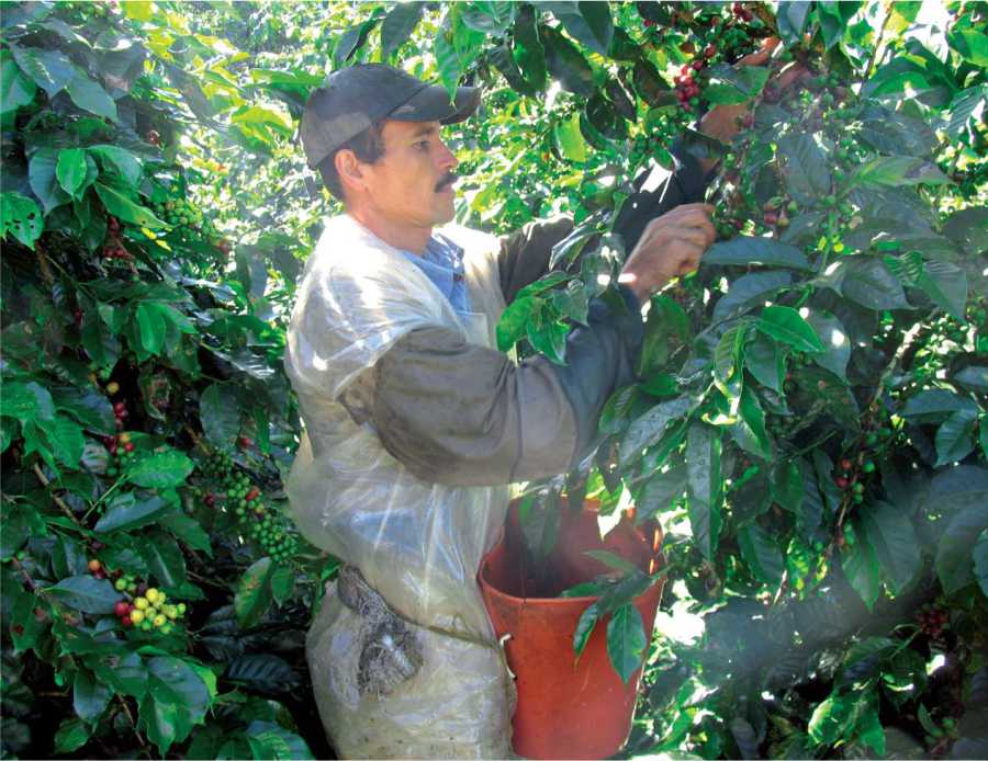 La ruta de la tradición de café, carbón y la arriería 4 Recolector de café