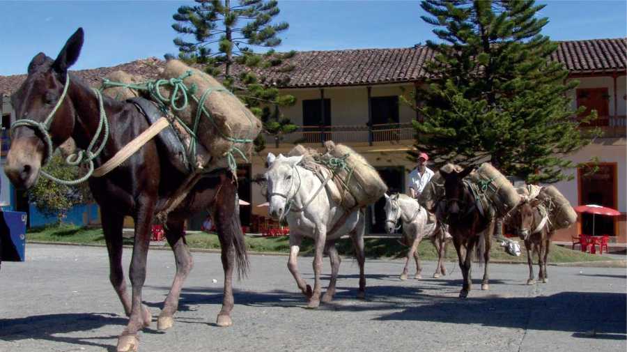 La ruta de la tradición de café, carbón y la arriería 5 Recua de mulas en Caramanta