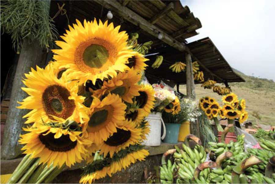 Venta de flores