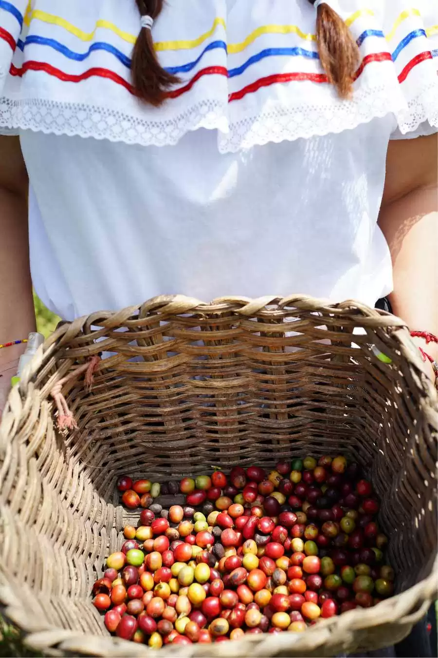 Recolectora de cafe antioqueno