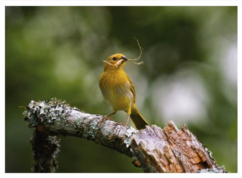 El bosque es el diván en Valparaíso une aves y salud mental 2 Canario comun